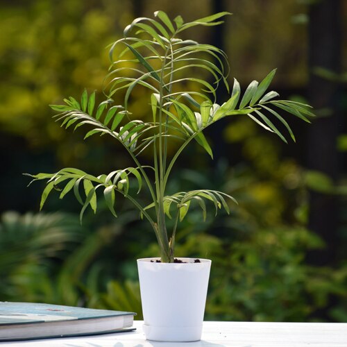 Air Purifying Bamboo Palm Plant With Self Watering Pot